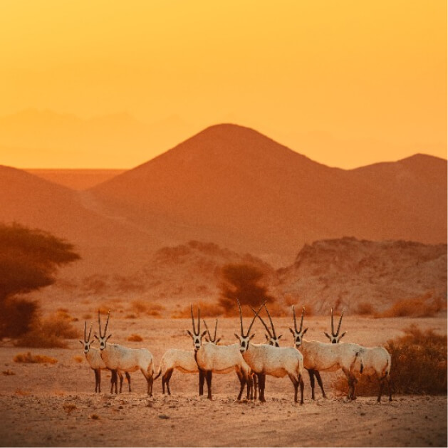 Desert wildlife landscape